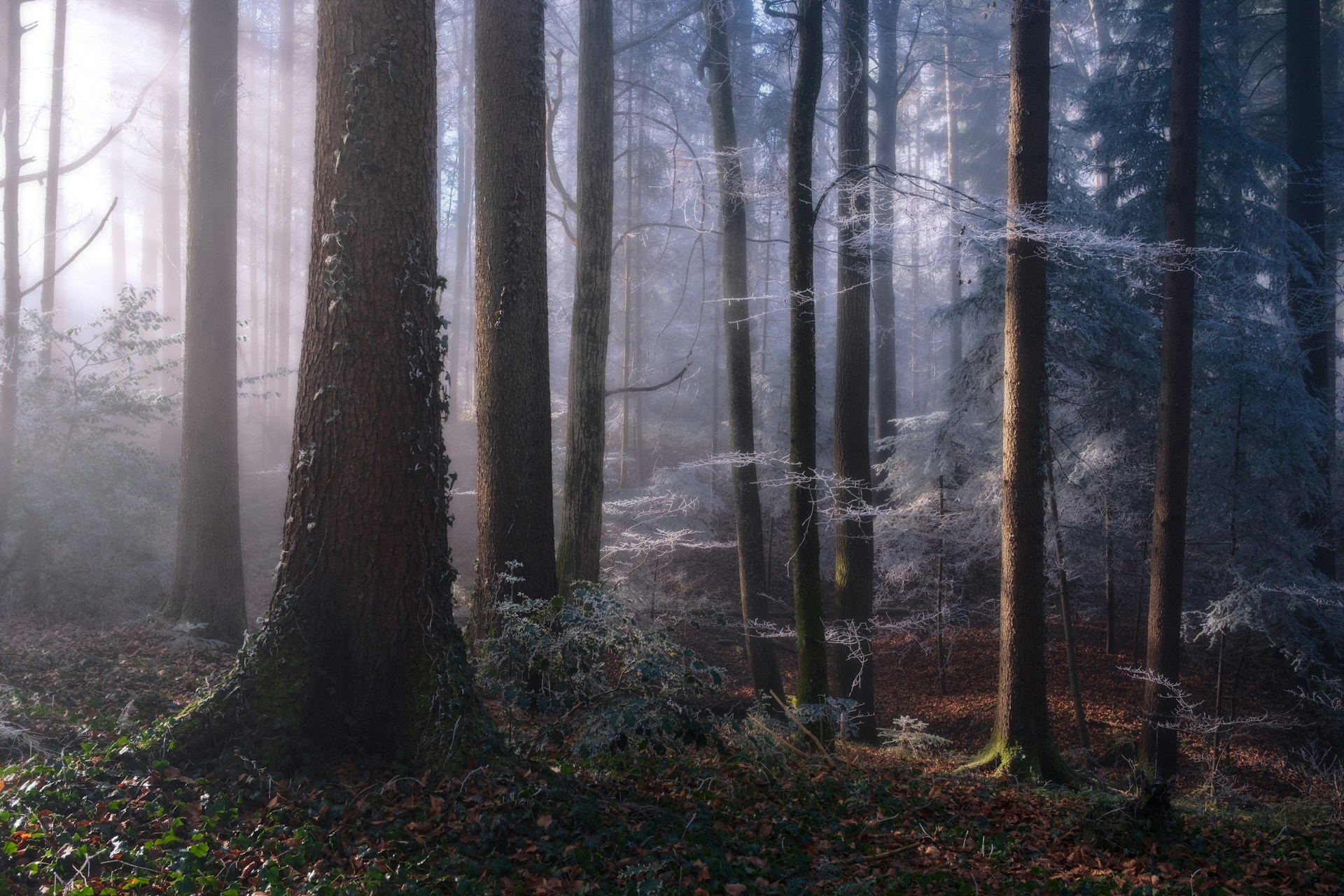 Bosco nebbioso con luce del mattino tra gli alberi
